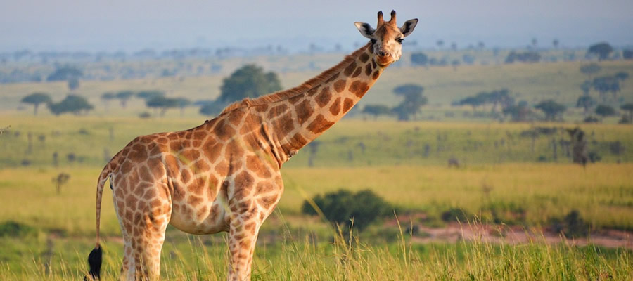 Murchison Falls National Park Uganda