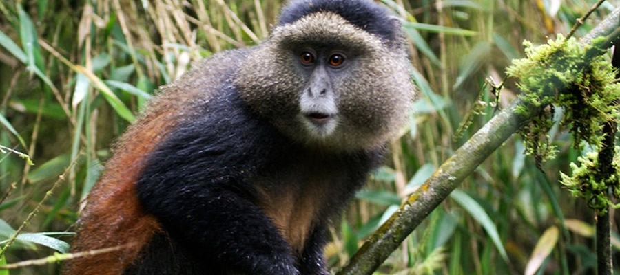 Mgahinga National Park in Uganda