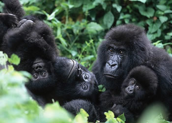 gorilla watching safaris