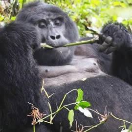 Gorilla Trekking in Uganda and Rwanda