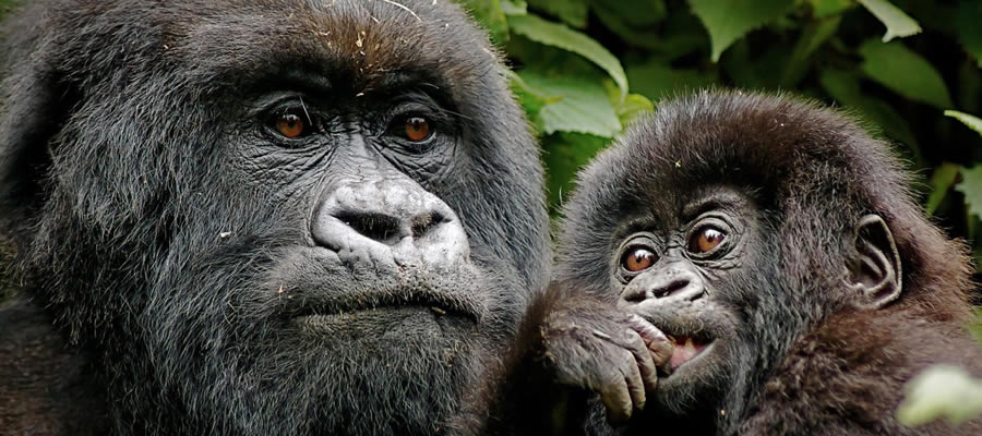 Gorilla Trekking in Rwanda