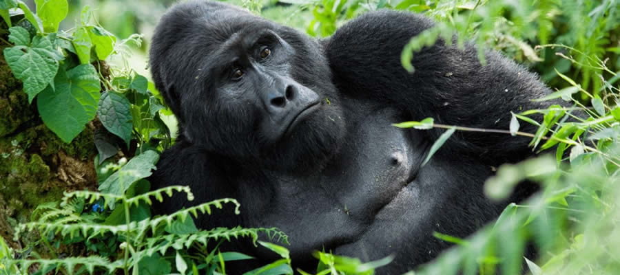 Gorilla Trekking in Bwindi