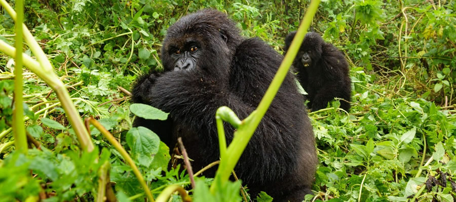 Mgahinga National Park in Uganda