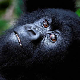 Volcanoes National park Rwanda