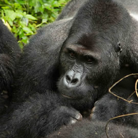 Eastern Lowland Gorillas in Congo