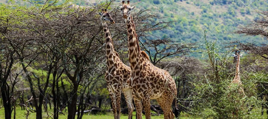 Masai Mara Game Reserve Kenya