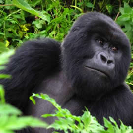 Mountain Gorilla Trekking in Rwanda