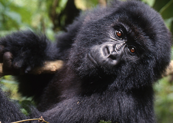 Gorilla Trekking Tours in Rwanda