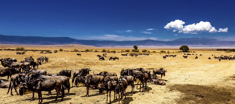 Ngorongoro Conservation Area