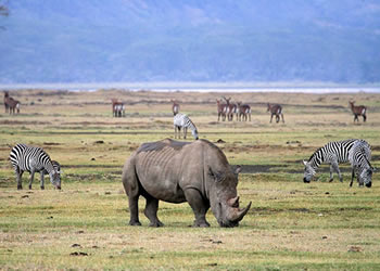 gorilla watching safaris