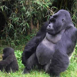 Volcanoes National Park Rwanda