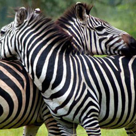 Wildlife Adventure Tours