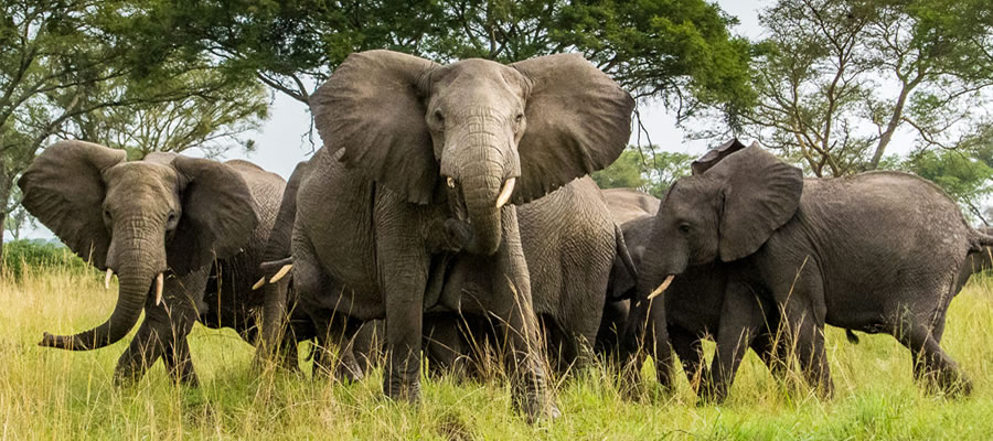 Queen ELizabeth National Park