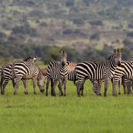 Akagera National Park wanda