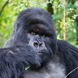 Gorilla Trekking in Uganda & Rwanda