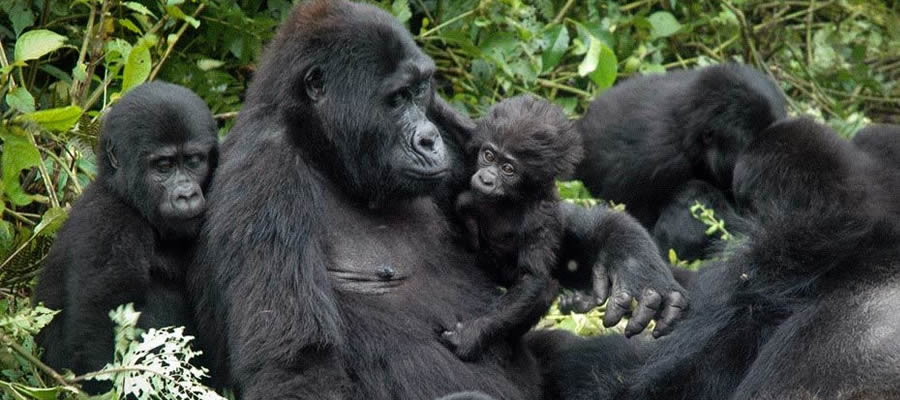 Gorilla Safaris in Uganda