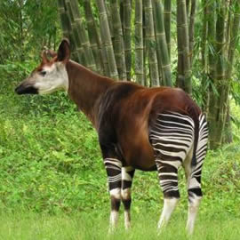 Okapi Wildlife Reserve in Congo