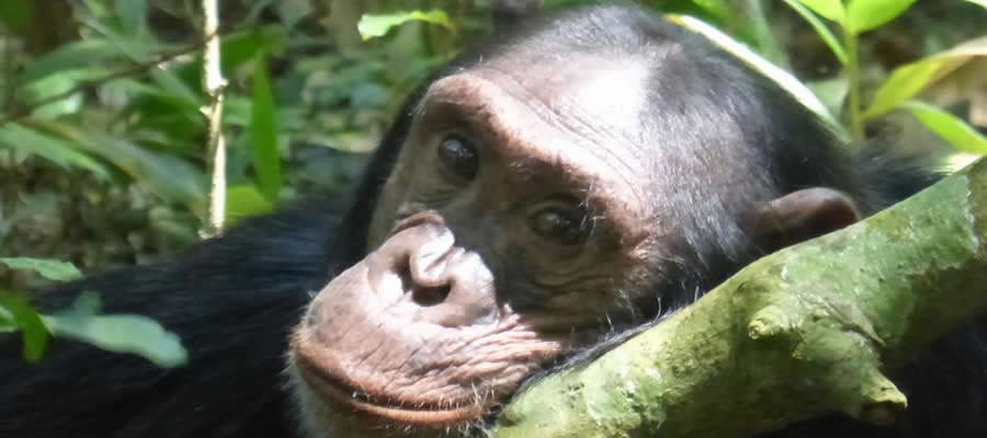 Chimpanzee Tracking in Rwanda