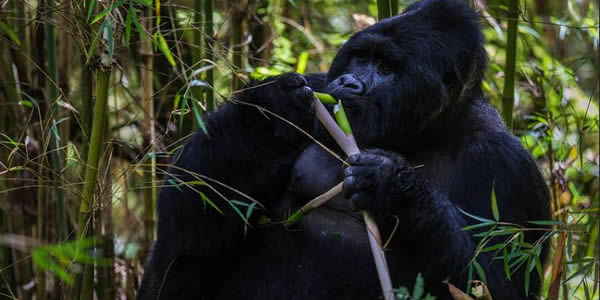 Gorillas-primate safaris