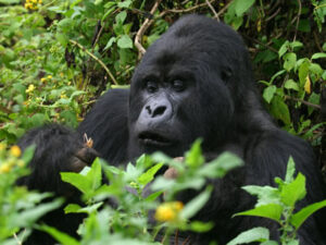 gorilla trekking experience-primate safaris