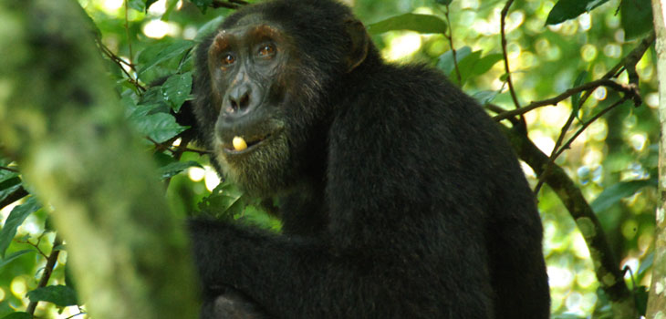 chimp trekking tour-primate safaris