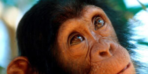 chimpanzee tours-primate safaris