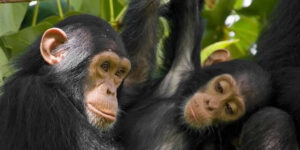 chimpanzees-primate safaris