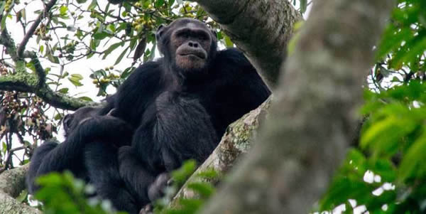 chimpanzee tours-primate safaris