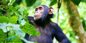 primate safaris experiences