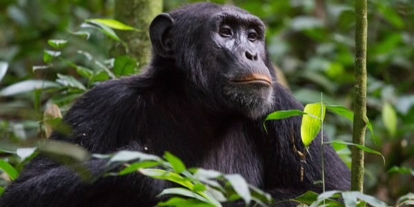 gorilla treks-primate safaris