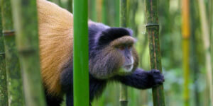 Golden Monkeys-primate safaris