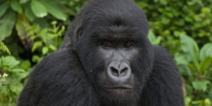gorilla safaris-primate safaris