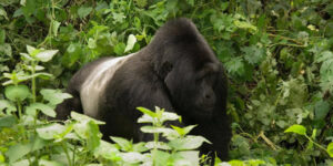 Gorilla treks-primate safaris