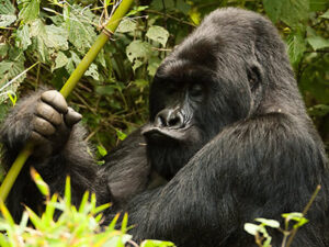 Gorilla trekking safaris-primate safaris