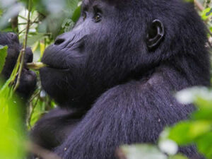 Rwanda gorilla trek-Primate safaris