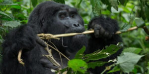 gorilla trekking-primate safaris