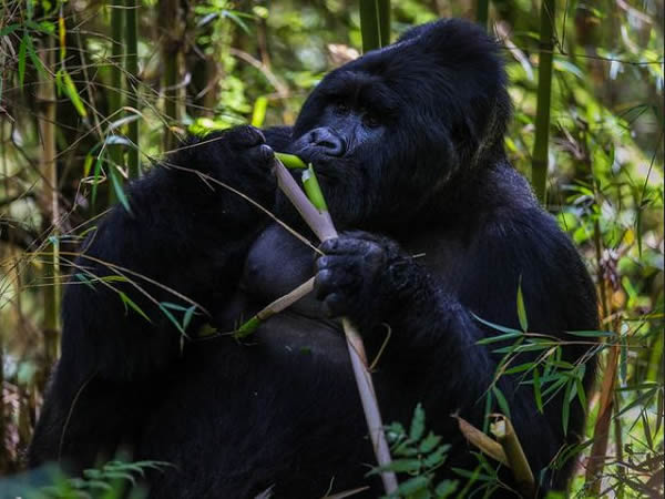 Rwanda gorilla trek-primate-safaris-rwanda