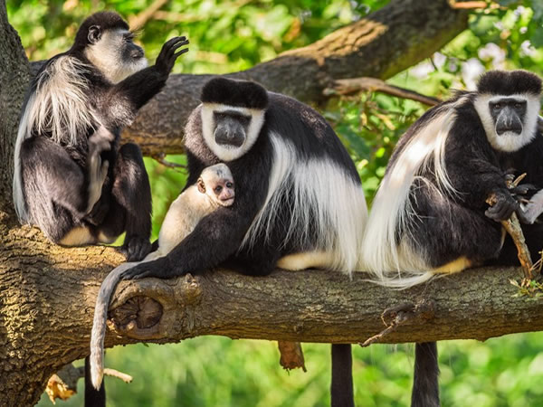 primate safaris rwanda