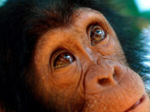 chimp trek-primate safaris Rwanda