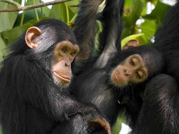 chimp trek-primate safaris rwanda