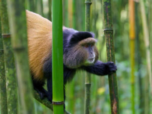 Golden monkey tracking rwanda