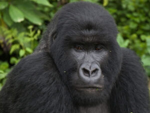 rwanda gorilla tour-primate safaris rwanda