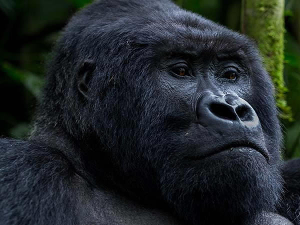Gorillas and chimps-primate safaris Rwanda