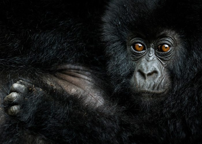 Mountain Gorillas in Rwanda