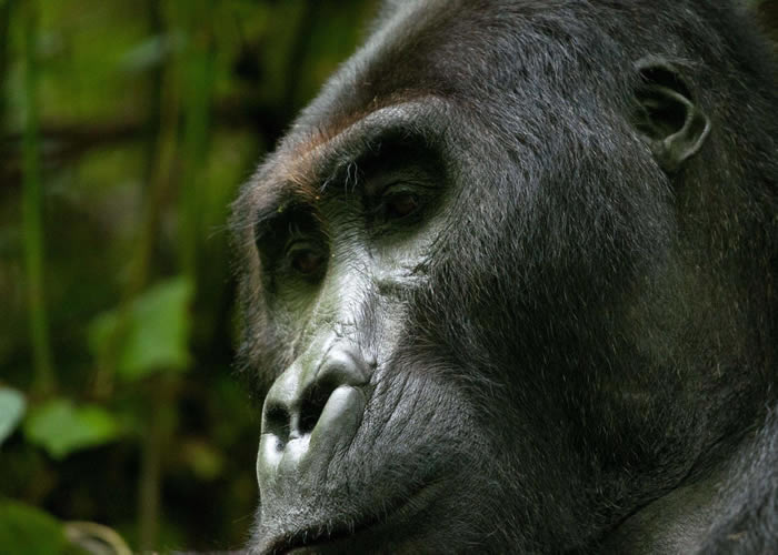 rwanda gorilla trekking safari