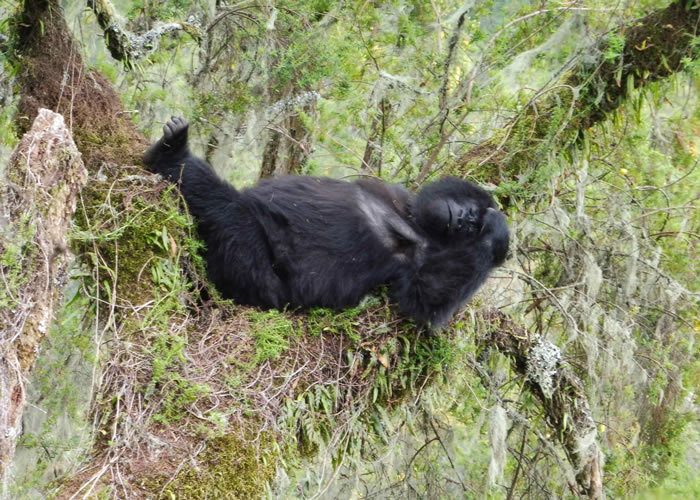 gorilla watching safaris