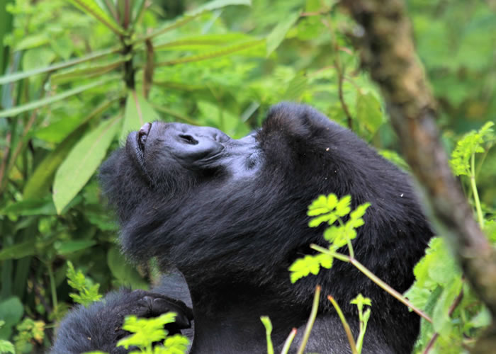Mountain Gorilla Trekking in Ugand