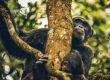 Chimpanzee feeding