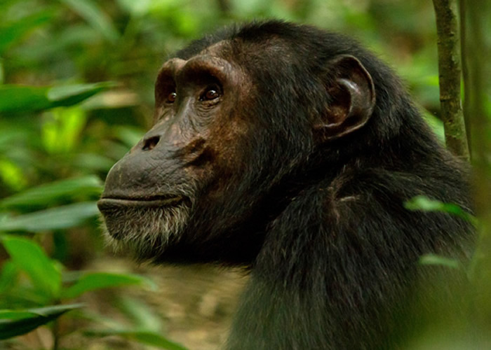 gorilla watching safaris