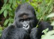 Gorilla Families in Congo